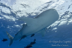 Whale shark going up, San Benedicto México by Alejandro Topete 